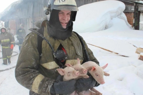 Những chú lợn con dễ thương được giải cứu. (Nguồn: RT)