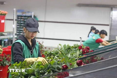 Hoa hồng Đà Lạt được phân loại trước khi chuyển đi tiêu thụ. (Ảnh: Nguyễn Dũng/TTXVN)