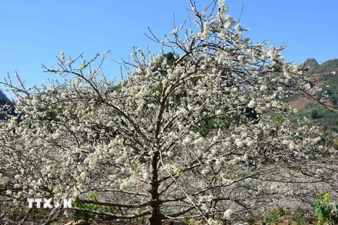 Những cành mận nở hoa khoe sắc với núi rừng Tây Bắc mỗi độ Xuân về. (Ảnh Công Luật/TTXVN)