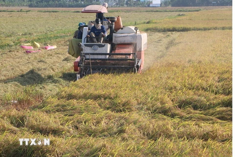Nông dân tỉnh Bạc Liêu thu hoạch lúa Thu Đông. (Ảnh: Huỳnh Sử/TTXVN)