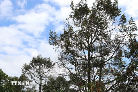 Hàng loạt cây sầu riêng dần rụng lá, khô cành khiến người dân vô cùng lo lắng. (Ảnh: Dương Giang/TTXVN)