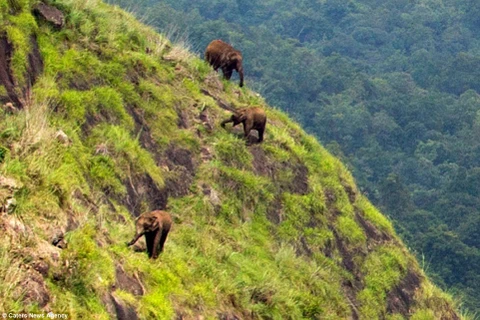 Những chú voi to kềnh càng trên vách núi cheo leo. (Nguồn: Caters News Agency/DailyMail)