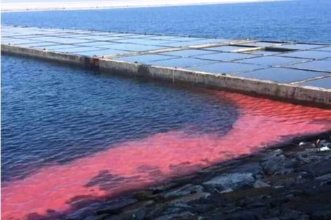 Nguyên nhân xuất hiện các vệt nước màu đỏ tại Chân Mây-Lăng Cô