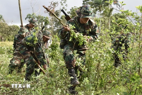 Chiến dịch triệt phá cây coca tại Bolivia. Ảnh minh họa. (Nguồn: AFP/TTXVN)