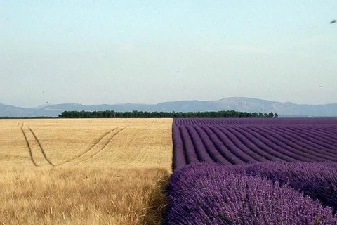 Cánh đồng lúa chín vàng đặt cạnh cánh đồng lavender tím ngắt. (Nguồn: boredpanda.com)