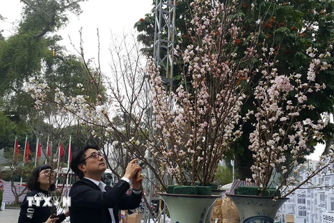Các nghệ nhân Nhật Bản trang trí hoa tại triển lãm hoa anh đào Hà Nội. (Ảnh: Đinh Thuận/TTXVN)