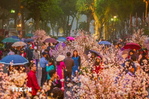 150 cây và khoảng 10.000 cành hoa Anh đào Nhật Bản cùng một số loài hoa đặc trưng của Việt Nam được trưng bày trong Lễ hội hoa Anh đào 2017. (Ảnh: Trọng Đạt/TTXVN)
