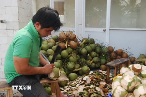 Công nhân Công ty TNHH XNK trái cây Mekong sơ chế dừa xuất khẩu. (Ảnh: Phạm Văn Trí/TTXVN)