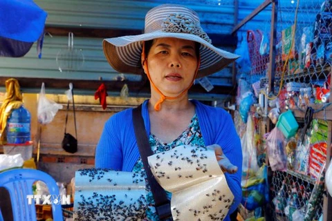 Tiểu thương chợ Sang Trắng, cạnh Công ty Kwong Lung-Meko mỗi ngày phải dùng nhiều miếng bẫy nhưng ruồi vẫn không giảm. (Ảnh: Thanh Liêm/TTXVN)