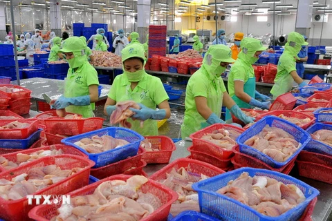 Chế biến cá tra xuất khẩu tại Công ty Hùng Cá, thành phố Cao Lãnh, tỉnh Đồng Tháp. (Ảnh: An Hiếu/TTXVN)