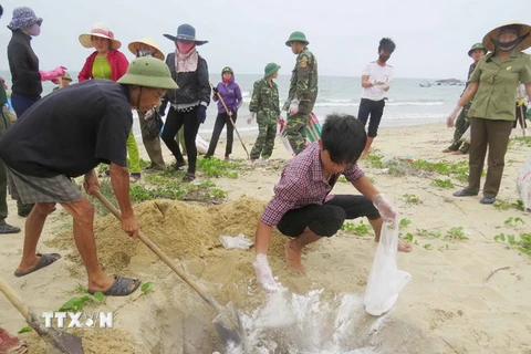 Ngư dân xã biển Đức Trạch (huyện Bố Trạch) cùng lực lượng biên phòng thu gom, chôn lấp cá chết dạt vào bờ. (Ảnh: Võ Dung/TTXVN)