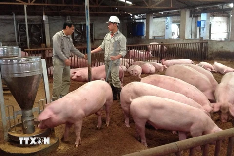Một trang trại chăn nuôi lợn tại huyện Sóc Sơn. (Ảnh: Phương Anh/TTXVN)