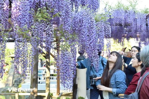 Mỗi độ ​Xuân về, trên khắp đất nước Nhật Bản bừng lên sức sống với nhiều loài hoa tuyệt đẹp nở rộ khắp nơi. (Ảnh: Nguyễn Tuyến/Vietnam+)