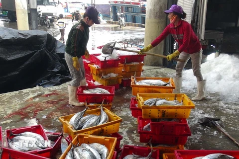 Cá ngừ sọc dưa được tập kết ở cảng cá Hòn Rớ, thành phố Nha Trang. (Ảnh: Nguyên Lý/TTXVN)