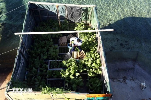 Chiến sỹ đảo Thuyền Chài B trồng rau xanh để cải thiện bữa ăn hàng ngày. (Ảnh: Quang Quyết/TTXVN)