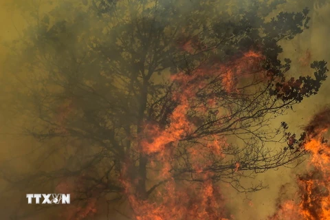 Cháy rừng dữ dội tại Vale da Ponte, Pedrogao Grande (Bồ Đào Nha) ngày 20/6. (Nguồn: AFP/TTXVN)