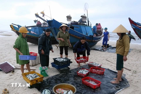Ngư dân xã Ngư Thủy Nam, huyện Lệ Thủy (Quảng Bình) thu hoạch cá. (Ảnh: Quang Quyết/TTXVN)