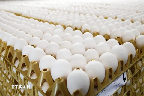 Trứng gà tại một trang trại ở Doornenburg, Hà Lan ngày 27/7. (Nguồn: AFP/TTXVN)