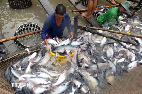 Thu hoạch cá tra tại tổ hợp tác nuôi cá tra Tân Thạnh, xã Tân Hội, Vĩnh Long. (Ảnh: Vũ Sinh/TTXVN)
