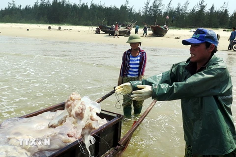Ngư dân xã Kỳ Ninh, thị xã Kỳ Anh đánh bắt sứa trở về. (Ảnh: Công Tường/TTXVN)