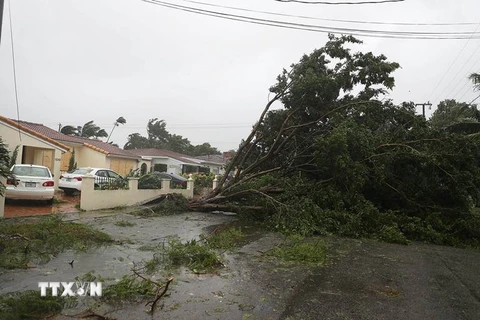 Cây bị quật đổ sau khi bão Irma đổ bộ vào Miami, Florida ngày 10/9. (Nguồn: AFP/TTXVN)