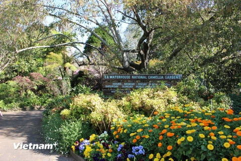 Vườn hoa trà E.G Waterhouse được đài SBS bình chọn là một trong 10 khu vườn mùa xuân đẹp nhất của Sydney, Australia. (Ảnh: Sao Băng/Vietnam+)