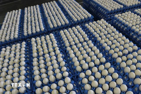 Trứng được phân loại tại Costestii din Vale, Romania ngày 11/8. (Nguồn: AFP/TTXVN)
