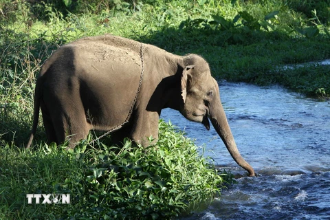 Môi trường tự nhiên giúp đàn voi sinh trưởng phát triển tốt hơn. (Ảnh: Dương Giang/TTXVN)