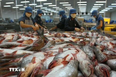 Chế biến cá tra xuất khẩu tại Công ty thuỷ sản Bình An, thành phố Cần Thơ. (Ảnh: Huy Hùng/TTXVN)