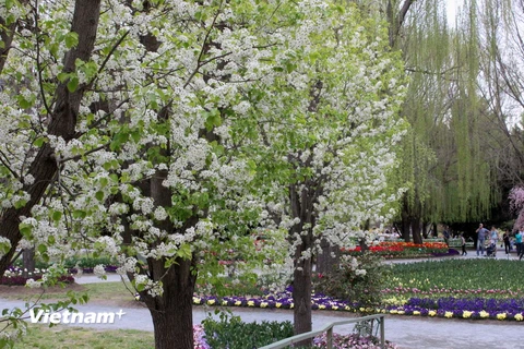Khu vườn Tulip Top Gardens - cách Thủ đô Canberra của Australia khoảng 20km, là địa điểm được du khách yêu mến và tới thăm mỗi dịp Xuân về. (Ảnh: Sao Băng/Vietnam+)