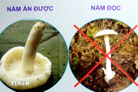 Hiện nay có nhiều loại nấm gây độc, trong đó 2 loại nấm tại các tỉnh khu vực phía Bắc là nấm tán trắng và nấm độc trắng hình nón gây chết người. (Ảnh: Dương Ngọc/TTXVN)