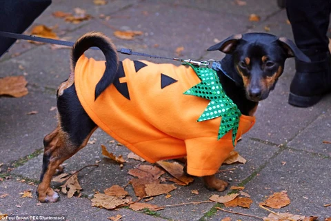 [Photo] Những chú chó đáng yêu trong trang phục Halloween