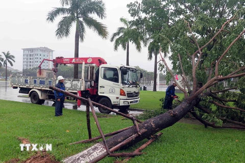 Cây xanh bị đổ ngã tại Quảng trường thành phố Tam Kỳ, Quảng Nam. (Ảnh : Đỗ Văn Trưởng/TTXVN)