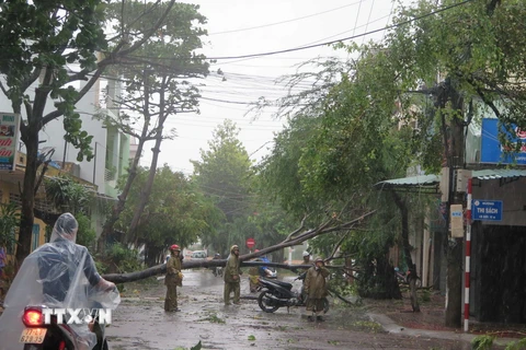 Cây xanh trên nhiều tuyến đường tại thành phố Quy Nhơn bị ngã đổ, lực lượng chức năng đang nỗ lực xử lý. (Ảnh: Phạm Kha/TTXVN)