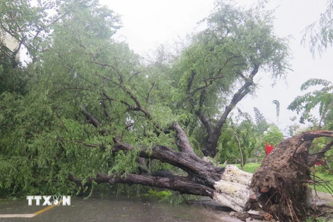 Một cây cổ thụ bị đổ ngã, bịt kín một tuyến đường của thành phố Nha Trang. (Ảnh: Tiên Minh/TTXVN)
