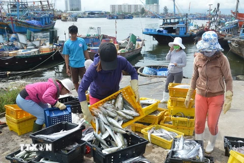 Ngư dân vận chuyển hải sản lên cảng Thọ Quang (Đà Nẵng) đi tiêu thụ. (Ảnh: Đinh Văn Nhiều/TTXVN)