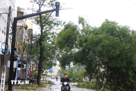 Nhiều cây cố bị đổ do bão số 12 gây ra tại thành phố Nha Trang. (Ảnh: Phan Sáu/TTXVN)