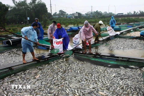 Người dân Thừa Thiên-Huế vớt cá chết do mưa lũ mang đi tiêu hủy. (Ảnh: Hồ Cầu/TTXVN)