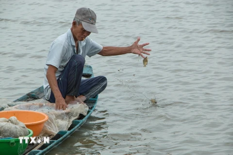 [Photo] Lênh đênh bắt cá trên cánh đồng Hậu Giang mùa nước nổi