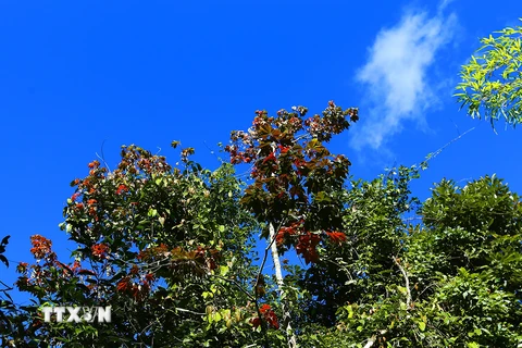 Cây phong lá đỏ nằm trong khu rừng trên đường lên cột mốc số 0. (Ảnh: Phan Tuấn Anh/TTXVN)