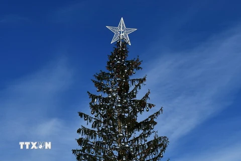 Vẻ xơ xác của cây thông Giáng sinh tại Rome, Italy ngày 19/12. (Nguồn: AFP/TTXVN)