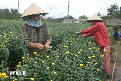 Bà con nông dân Đà Nẵng tích cực chăm sóc hoa, cây cảnh để phục vụ thị trường Tết Nguyên đán. (Ảnh: Đinh Văn Nhiều/TTXVN)