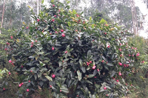 Lần đầu tiên phát hiện cây trà hoa đỏ tại núi cao Việt Nam