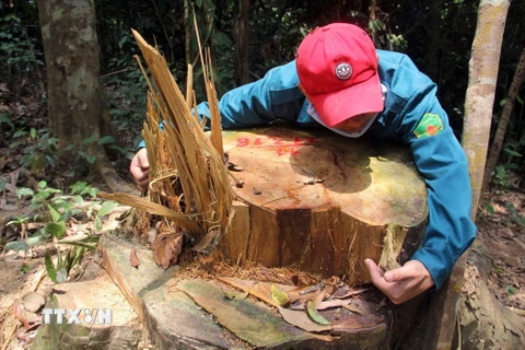 Nhiều cây gỗ có đường kính lớn, thuộc nhóm quý hiếm tại khu vực rừng phòng hộ Sông Kôn, huyện Đông Giang, Quảng Nam, bị chặt hạ. (Ảnh: Đỗ Trưởng/TTXVN)
