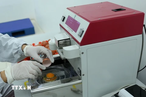 Kiểm tra chất lượng và lưu mẫu sản phẩm trứng gà được đưa vào nhà máy để sản xuất tại Công ty Cổ phần ĐTK Phú Thọ. (Ảnh: Vũ Sinh/TTXVN)
