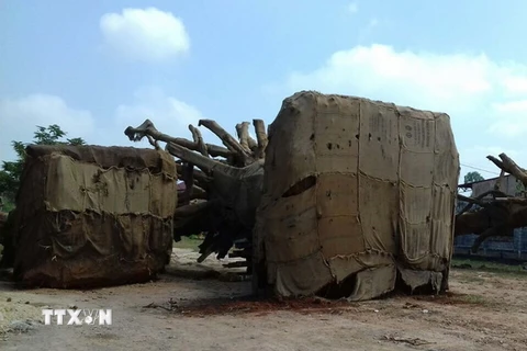 Các cây cổ thụ đang tạm giữ ở Thừa Thiên-Huế. (Ảnh: Quốc Việt/TTXVN)