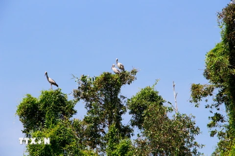 Các cá thể chim tại Trung tâm nông nghiệp Mùa Xuân phát triển thêm hàng ngàn cá thể. (Ảnh: Hồng Thái/TTXVN)