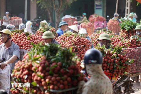 Vận chuyển vải thiều sớm đi tiêu thụ tại chợ Kim, xã Phượng Sơn, huyện Lục Ngạn. (Ảnh: Tùng Lâm/TTXVN)