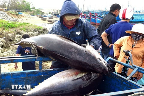 Ngư dân Phú Yên khai thác cá ngừ đại dương. (Ảnh: Thế Lập/TTXVN)