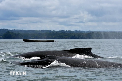 Cá voi lưng gù tại Công viên thiên nhiên Uramba Bahia Malaga, Colombia. (Nguồn: AFP/TTXVN)